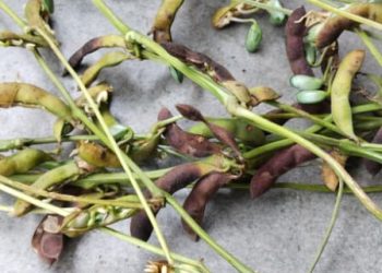 विदाई की बेला में बरसे मेघ:बारिश से खरीफ की फसलों में बढ़ रहा नुकसान  चार दिन से हो रही बारिश से फसलों को नुकसान, चिंता में डूबा किसान मौसम बिगड़ने से रबी फसल के पिछड़ने के आसार