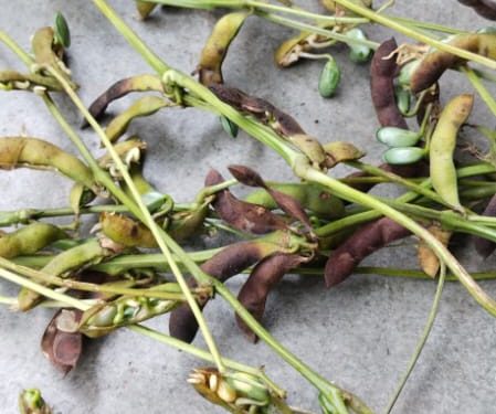 विदाई की बेला में बरसे मेघ:बारिश से खरीफ की फसलों में बढ़ रहा नुकसान  चार दिन से हो रही बारिश से फसलों को नुकसान, चिंता में डूबा किसान मौसम बिगड़ने से रबी फसल के पिछड़ने के आसार