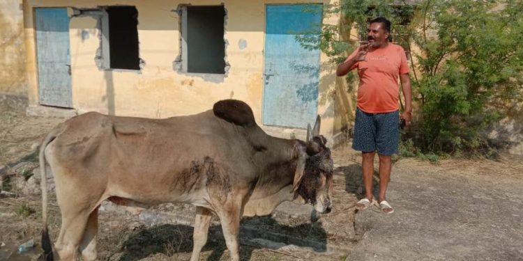 सींगों पर बंधी रस्सी काटकर घायल गोवंश के पहुंचाया अस्पताल