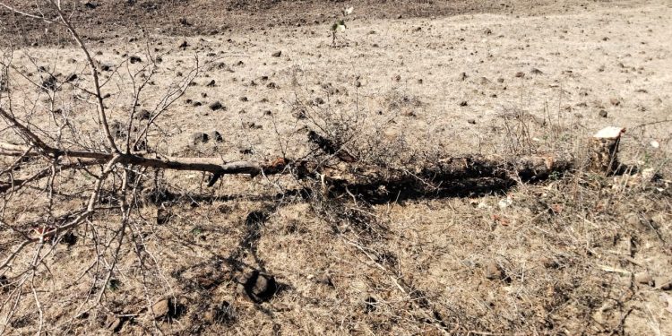 राज्य वृक्ष खेजड़ी पर चलाई कुल्हाड़ी, सैकड़ों हरे भरे पेड़ किए धराशाही।  छबड़ा दिनांक 29 जनवरी 2025